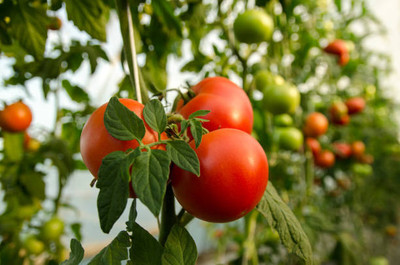 Gardener Bhabi tomato Seed(55 per packet)