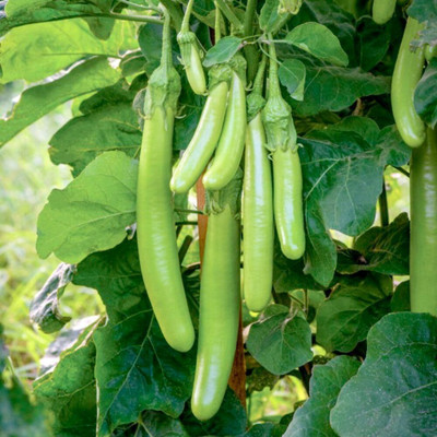 KNESSiN Abundant Yield Green Knight Brinjal ( Seeds) Seed(2000 per packet)