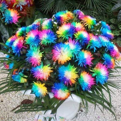 Aywal Chrysanthemum Multi Mix Flower Seeds For Home Gardening Seed(80 per packet)