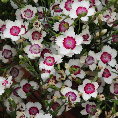 Lorvox Hybrid Dahlia Double Flower Seed(70 per packet)