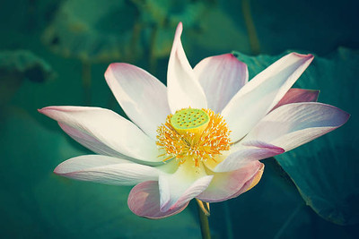 Elysian Enterprises lotus,kamal gatta Seed(14 per packet)