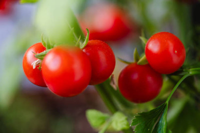 NATURE FARM tomato Seed(95 per packet)