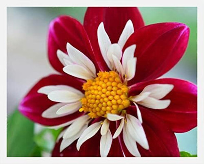 Qualtivate PUAS-159 Dahlia Seeds|Red and White Point Dahlia Seeds Seed(50 per packet)