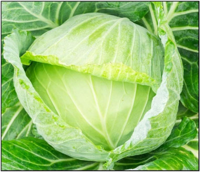 WILLVINE MEH -V Golden Acre Cabbage Seeds [1g] Seed(300 per packet)