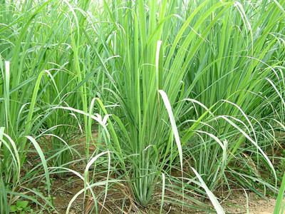 VibeX NBIR-93 - Mosquito Repellent Lemon Grass Plant - (750 Seeds) Seed(750 per packet)