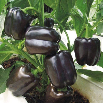 CYBEXIS Black Capsicum Seeds2400 Seeds Seed(2400 per packet)