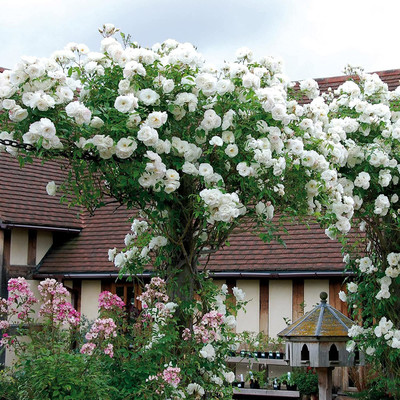 CYBEXIS KGF -54 - White Climbing Rose - (900 Seeds) Seed(900 per packet)