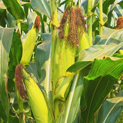 WILLVINE MEH -VII F1 Hybrid HQPM-6 Corn -[100g] Seed(400 per packet)