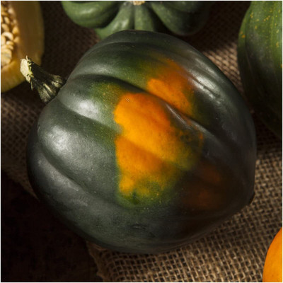 WILLVINE Non-GMO HybridTable King Acorn Winter Squash (Cucurbita Pepo)-2500 Seeds Seed(2500 per packet)