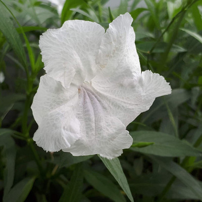 CYBEXIS XL-29 - White Petunia - (60 Seeds) Seed(60 per packet)