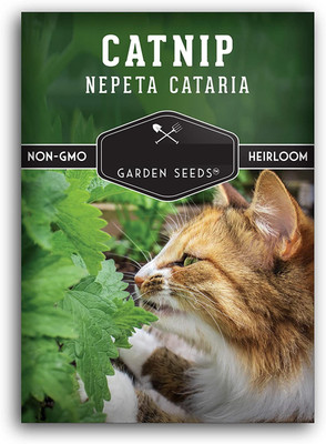 VibeX HUA-48 - Nepeta Cataria Catmint - (4500 Seeds) Seed(4500 per packet)