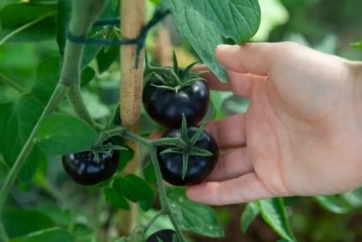 Qualtivate JXL-8AT TOMATO – BLACK BEAUTY Seed(300 per packet)