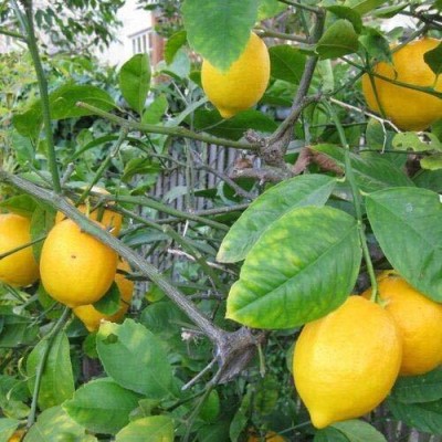 Aywal Malta orange/Kinnow/Kinnu Fruit Seed(42 per packet)