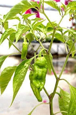 Qualtivate FXL-5AT Golden Greek Hot Pepper Chilli Seed(300 per packet)
