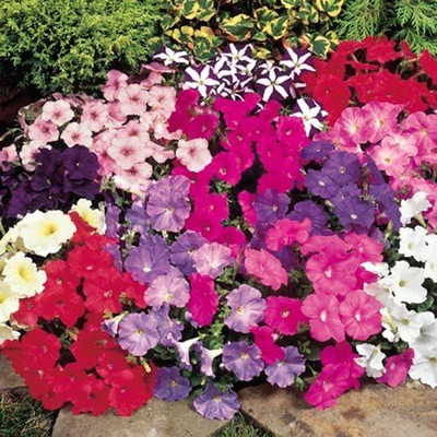 CYBEXIS Petunia Grand Flora Super Flower Mixed Seeds Seed(50 per packet)