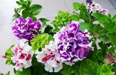 CYBEXIS LX-81 - Rare Varieties Double Petals Petunia Mixed Color - (540 Seeds) Seed(540 per packet)