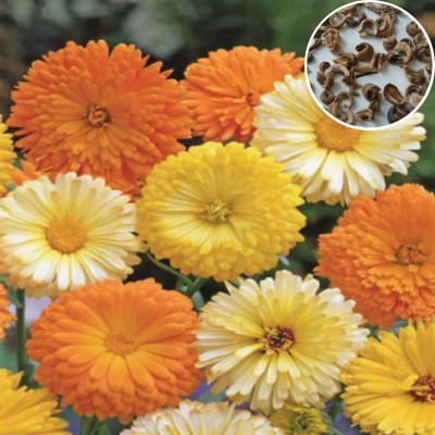 seedbasket Calendula Officinalis Fiesta Gitana Mix Bright, Hardy Winter Flower Seed(100 per packet)