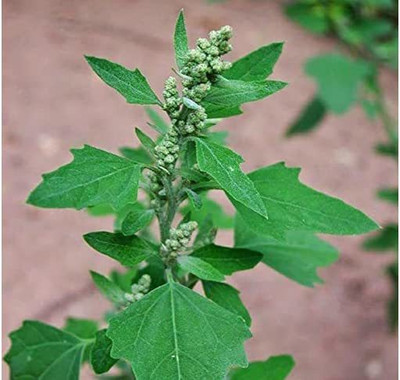 Aywal Bathua Saag(बथुआ साग) Vegetable Seed(300 per packet)