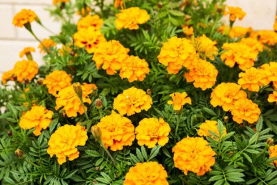 plantsworld marigold/gende ka phool flower seeds Seed(75 per packet)