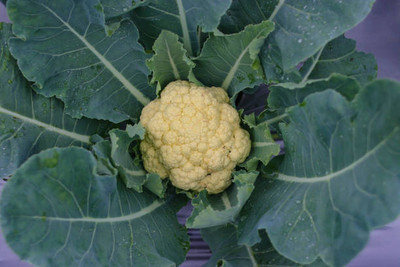 Lappyworld white cauliflower,gobhee seeds Seed(40 per packet)