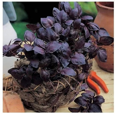 Qualtivate PUAS-25 Basil Ocimum Red Seed(1000 per packet)