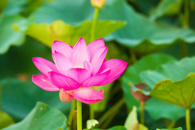 everlite lotus,kamal seeds Seed(10 per packet)