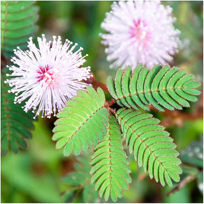 KNESSiN Mimosa Pudica Touch Me Not Plant Seed(100 per packet)