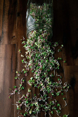 CYBEXIS XLR-40 - Red Arrow Purple TritonDaikon Sprouting Mix Radish - (2250 Seeds) Seed(2250 per packet)