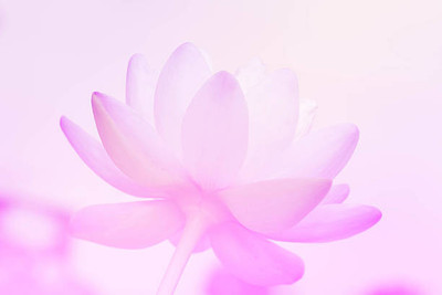 Adharvya lotus,kamal gatta Seed(10 per packet)