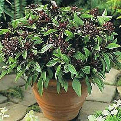 CYBEXIS NBIR-59 - Sweet Large Leaf Thai Basil - (4500 Seeds) Seed(4500 per packet)