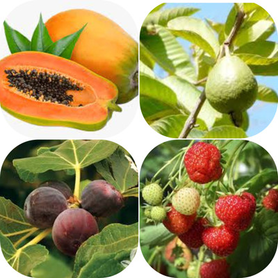 seedx Premium Hybrid Papaya, Strawberry, Guava, Anjeer, Combo Pack, Mega Combo Pack Seed(64 per packet)