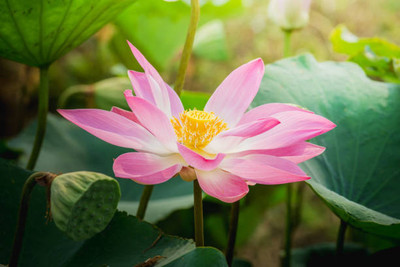 MSG lotus,kamal gatta Seed(10 per packet)