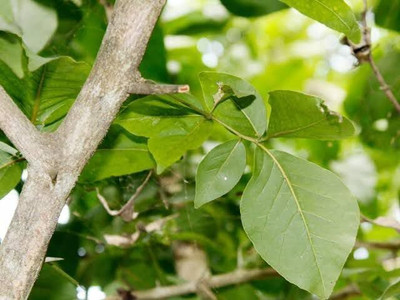 VINAYAK TRADERS Belpatra Tree Seeds Easy to Grow Bel Patra Bael Leaf for Rituals Bilva Patra Seed(100 g)