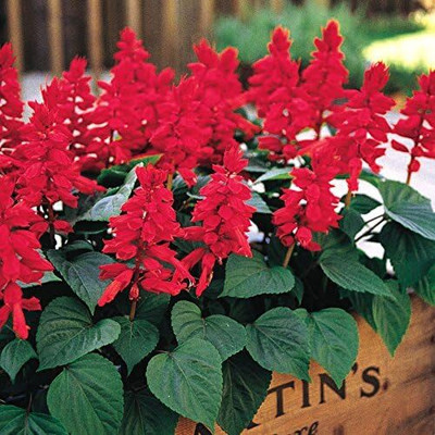 Qualtivate PUA-6A Fire-Engine Red Salvia Sage Seeds Seed(100 per packet)