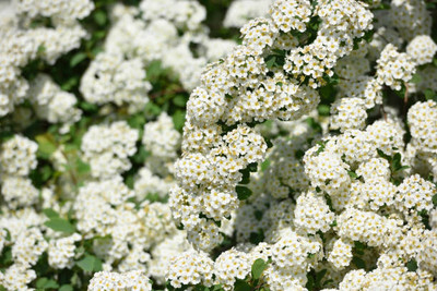 glowgreen gypsophila flower Seed(100 per packet)