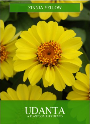 Udanta Zinnia Yellow Flower Seeds For Gardening 30-40 seeds Set of 5 Pkt Seed(1 per packet)