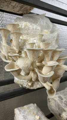 Arko Oyster Mushrooms Grain Spawn/Seeds, First Generation High Yield Seed(2000 per packet)