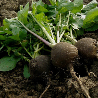 Biosnyg Radish Seeds - Black Spanish Round[500 Seeds] Seed(500 per packet)