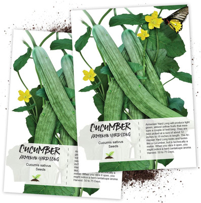 WILLVINE Long Cucumber Seed(500 per packet)