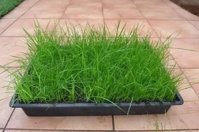 GREENSEA Lawn Grass/Bermuda Grass/Carpet Grass Seed(7300 per packet)