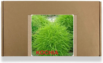 CYBEXIS Kochia Flower Seeds-50 Seeds Seed(50 per packet)