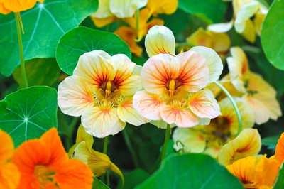 Aywal Nasturtium Dwarf Single Mixed Flower Seed(13 per packet)