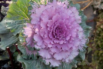 CYBEXIS Hybrid Ornamental Kale Mix Seed(1 g)