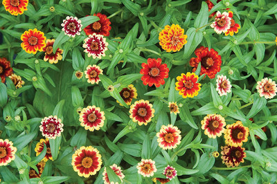 CYBEXIS XLR-91 - Rare Jazzy Mix Zinnia - (30 Seeds) Seed(30 per packet)