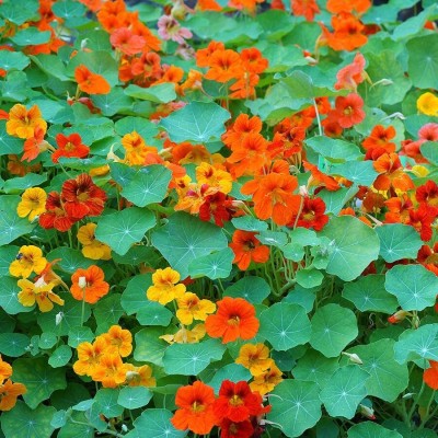 Aywal Nasturtium Flower F1 Hybrid Seed(43 per packet)