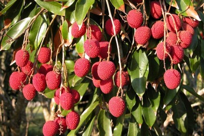 Aywal Litchi, Lichi, Lychee Seed(24 per packet)