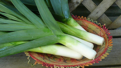 KNESSiN Open-Pollinated Giant Leek Onion Seeds For Kitchen Gardening-(2400 Seeds) Seed(2400 per packet)