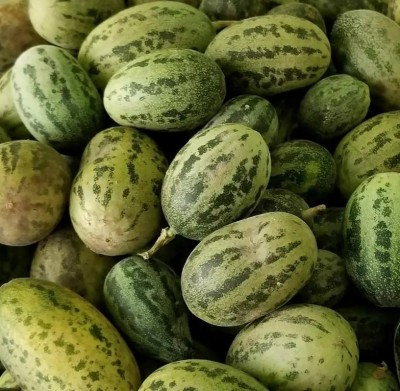 UGRA Wild Melon | Cai Gua | Kachari Seed(80 per packet)