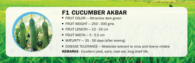 CYBEXIS F1 CUCUMBER AKBAR(1000 Seeds) Seed(1000 per packet)
