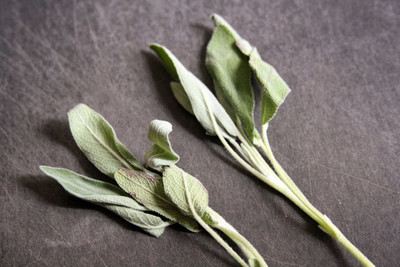 CYBEXIS TLX-58 - Sage Broad Leaf - (1350 Seeds) Seed(1350 per packet)